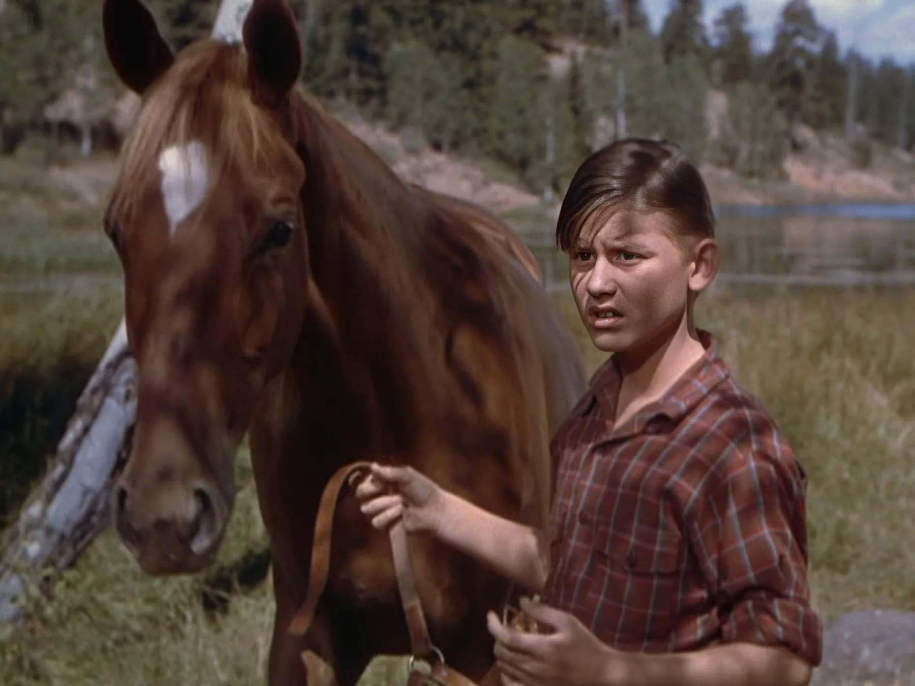 H 07A-1943 My Friend Flicka Color